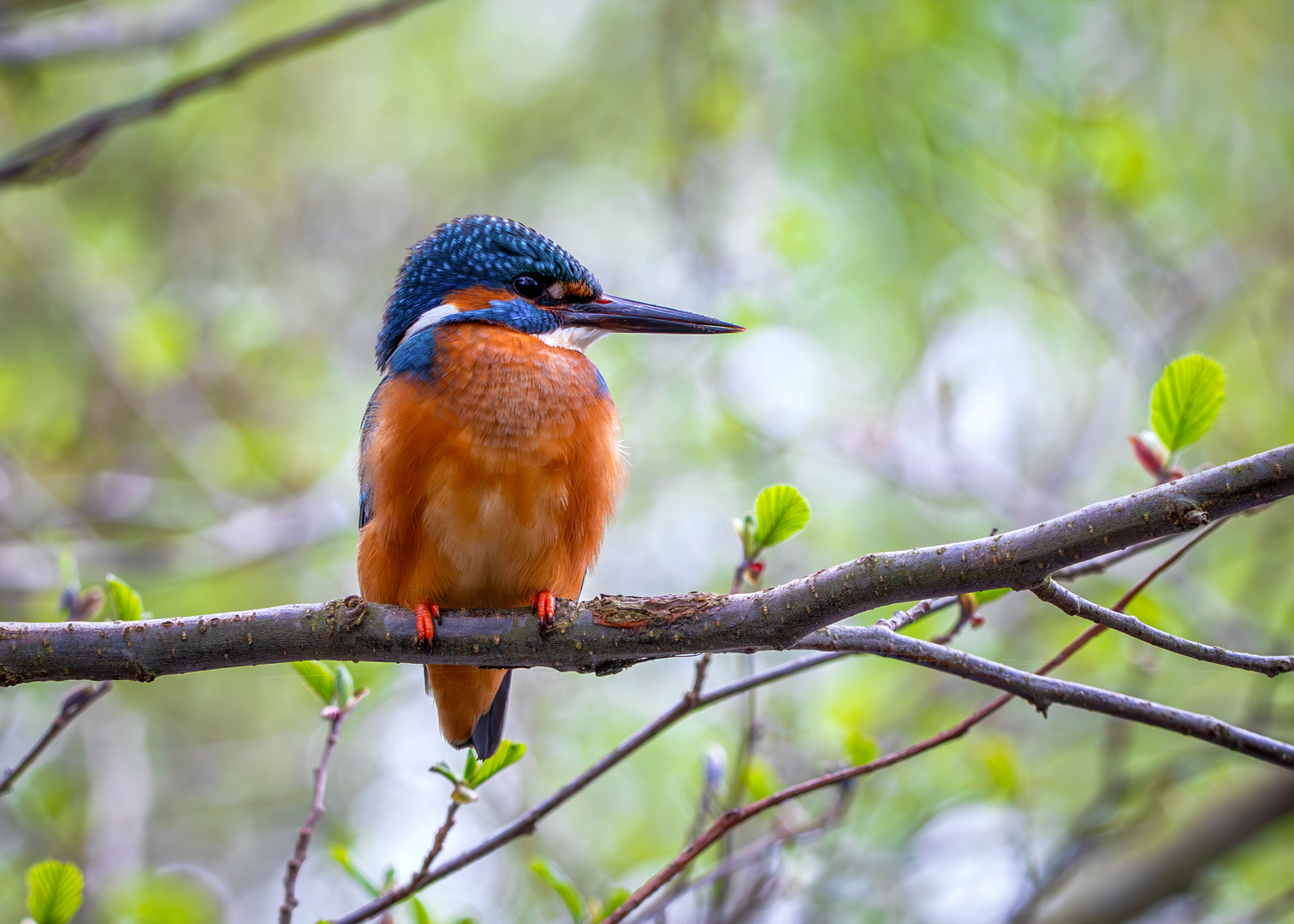 Eisvogel - kingfisher