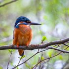 Eisvogel - kingfisher