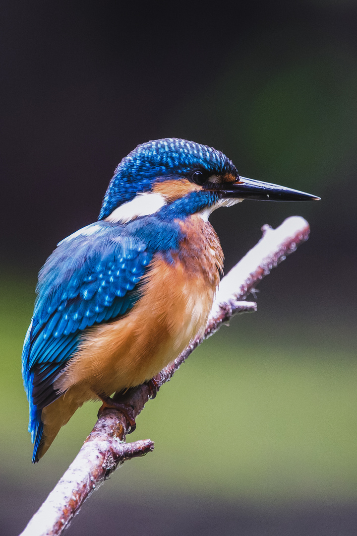 Eisvogel - kingfisher