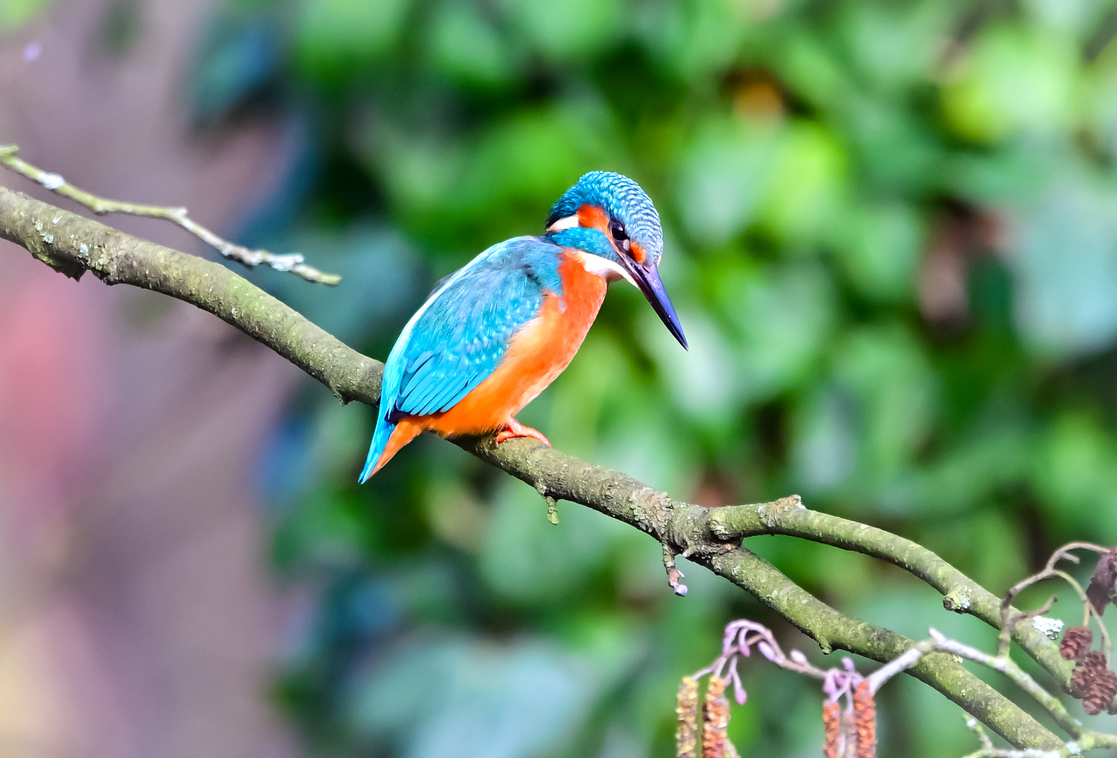 Eisvogel | Kingfisher |