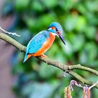 Eisvogel | Kingfisher |