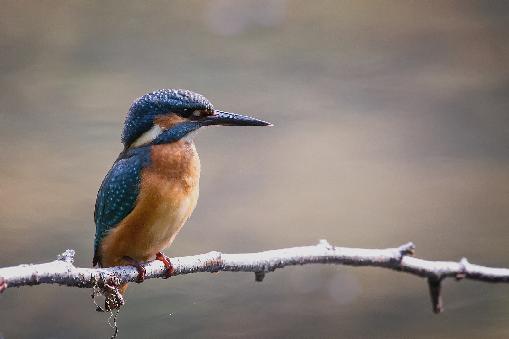 Eisvogel - kingfisher