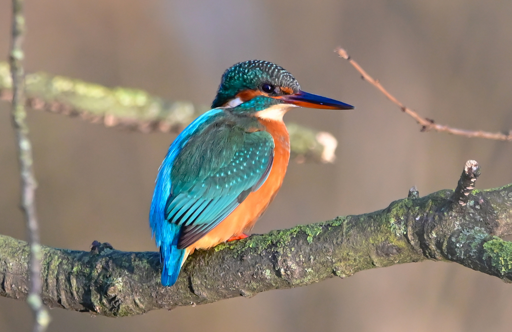 Eisvogel | Kingfisher |