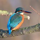 Eisvogel | Kingfisher |