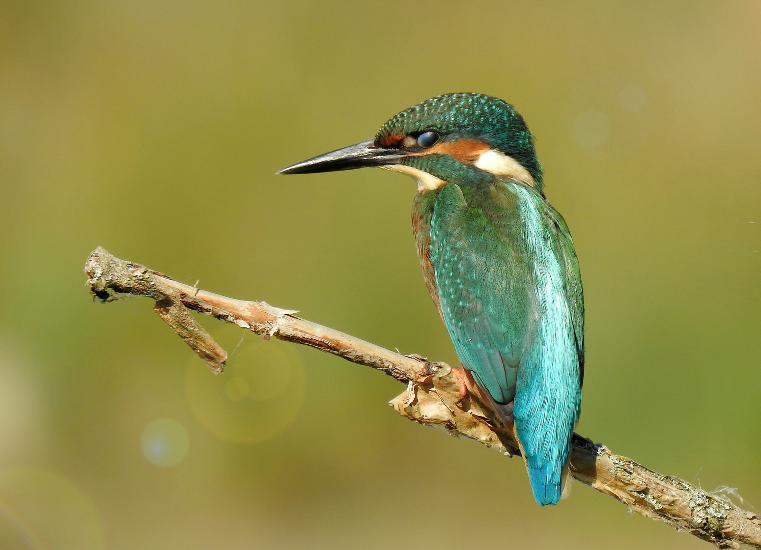 Eisvogel - Kingfisher