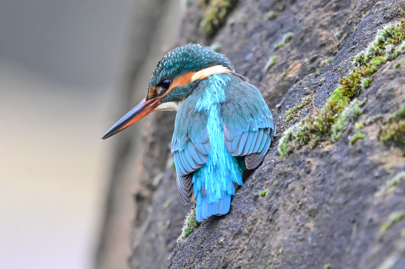 Eisvogel | Kingfisher |