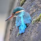 Eisvogel | Kingfisher |