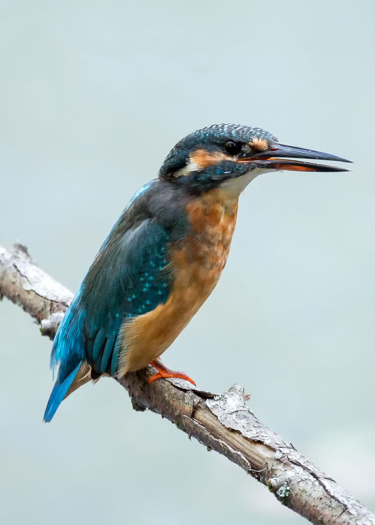 Eisvogel - kingfisher