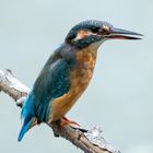 Eisvogel - kingfisher