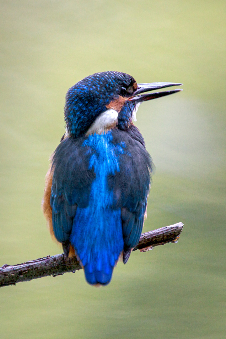 Eisvogel - kingfisher