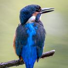 Eisvogel - kingfisher