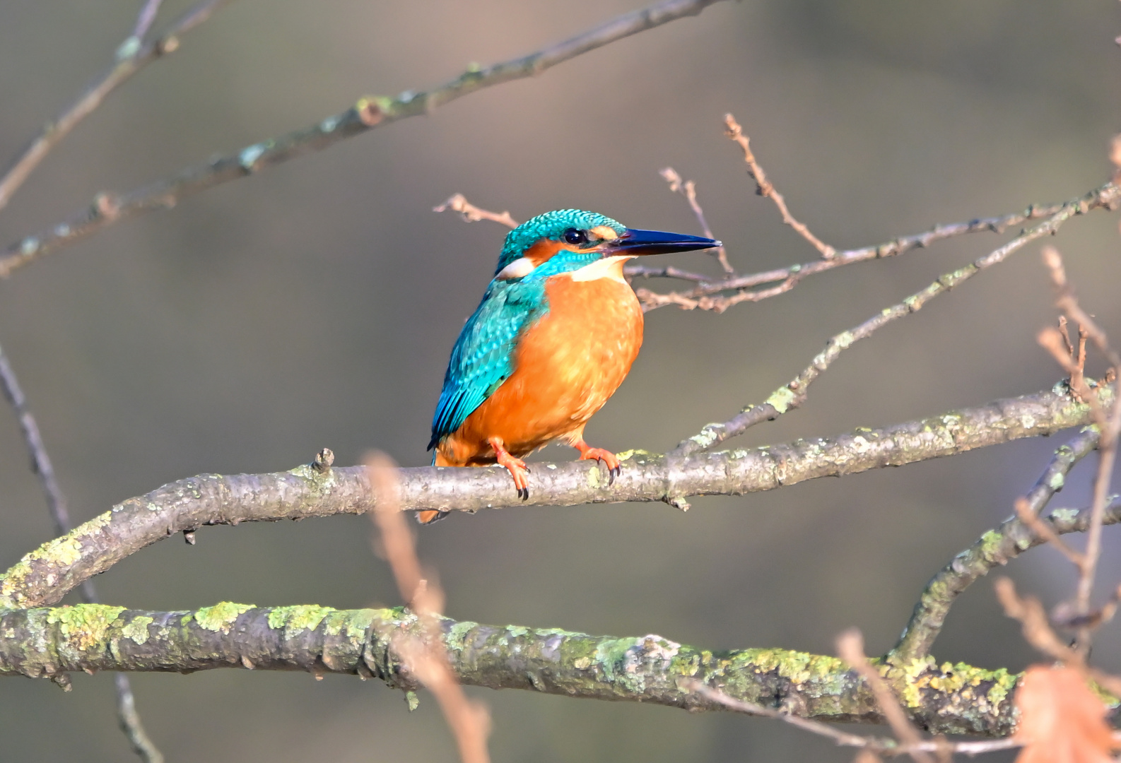 Eisvogel | Kingfisher |