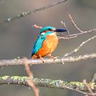 Eisvogel | Kingfisher |