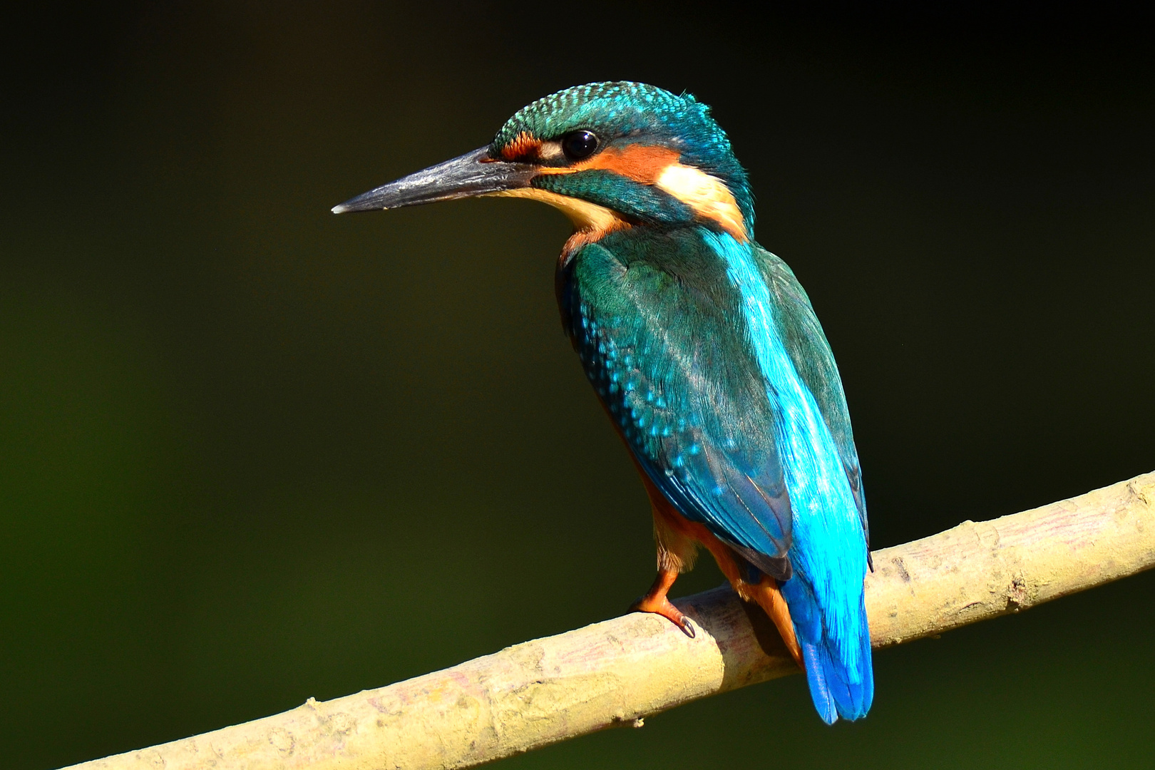 Eisvogel - kingfisher an der Lippe bei Hamm