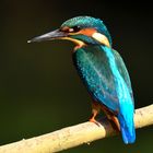 Eisvogel - kingfisher an der Lippe bei Hamm