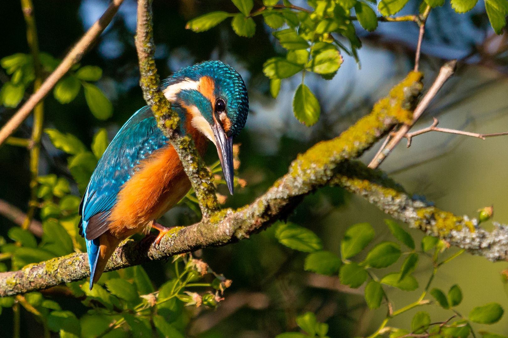 Eisvogel Kingfisher