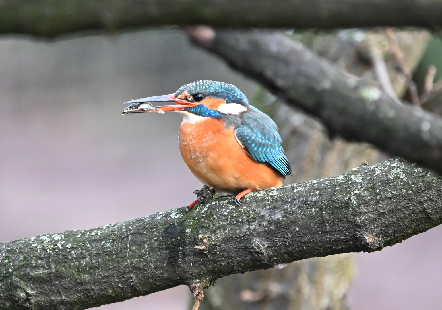 Eisvogel Kingfisher