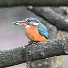 Eisvogel Kingfisher