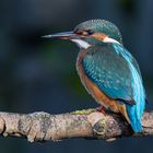 Eisvogel / Kingfisher