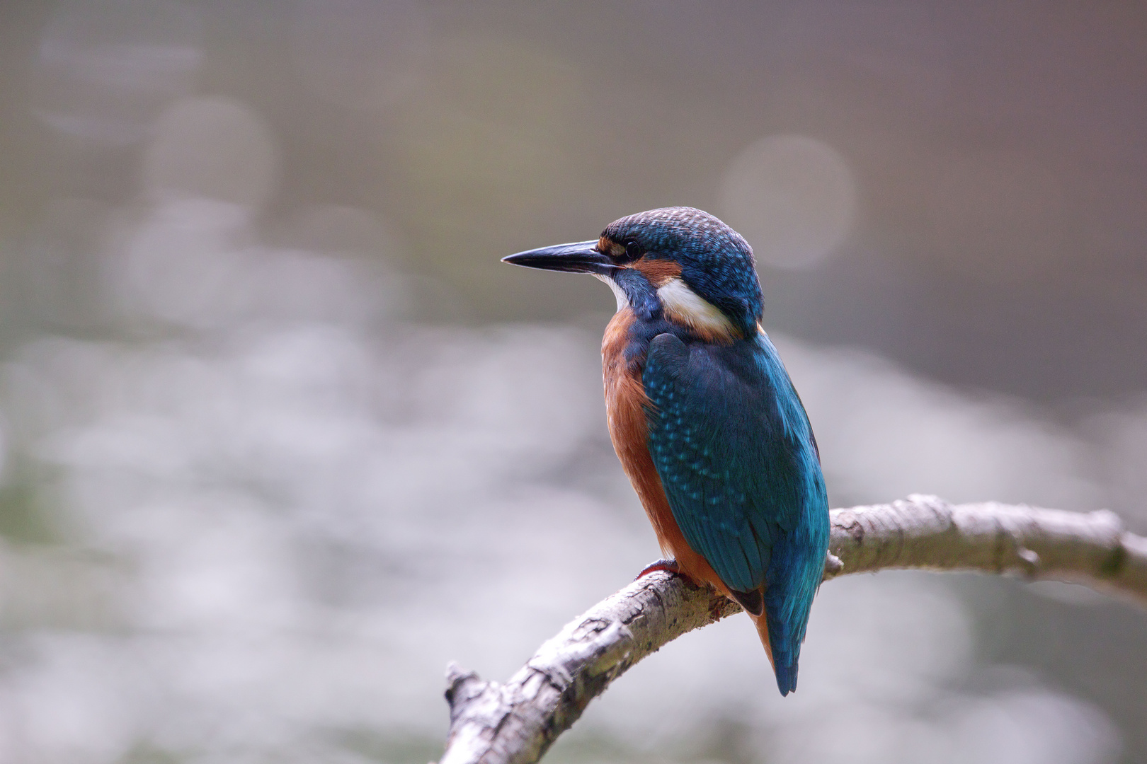 Eisvogel - kingfisher