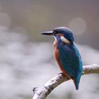 Eisvogel - kingfisher