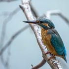 Eisvogel - kingfisher