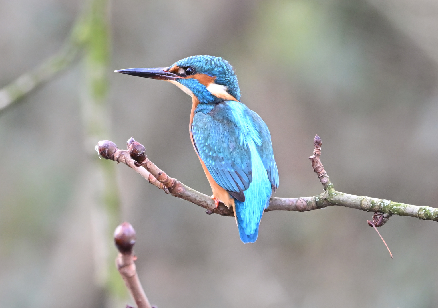 Eisvogel | Kingfisher |