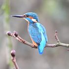 Eisvogel | Kingfisher |