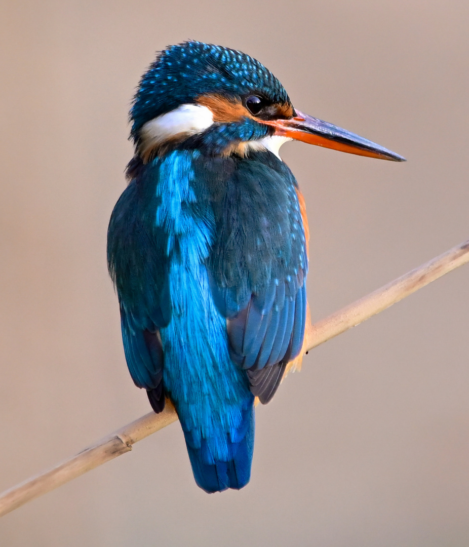 Eisvogel | Kingfisher |