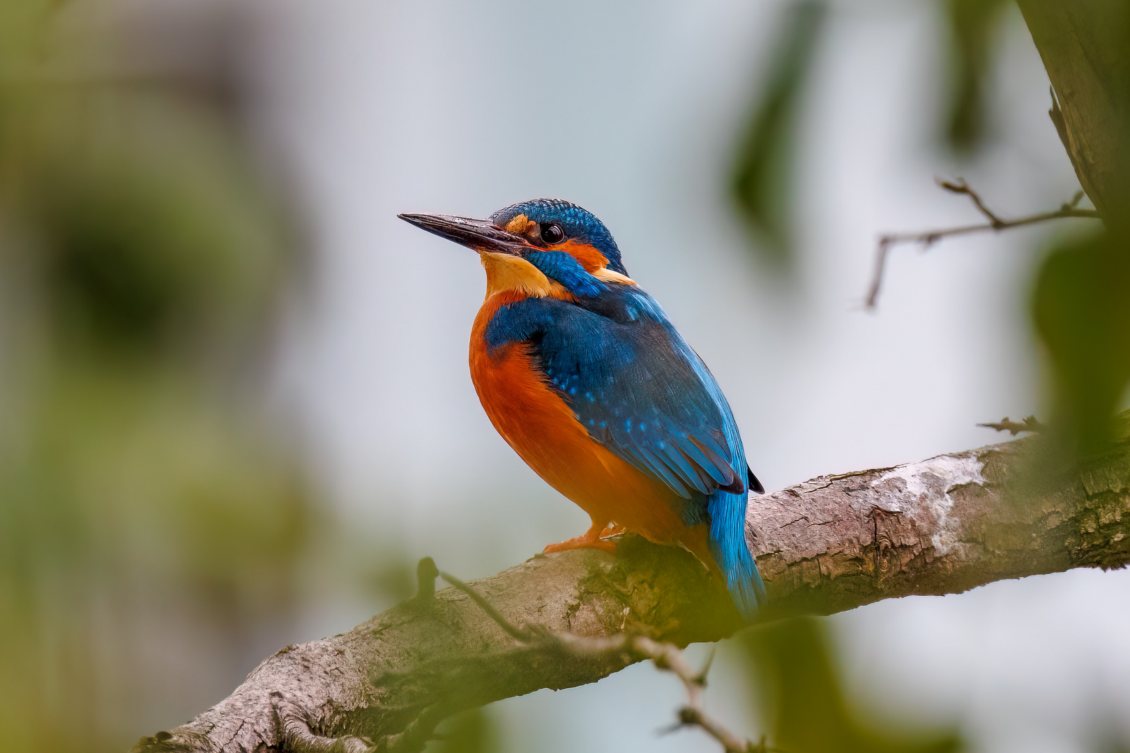 Eisvogel - Kingfisher - blauer Juwel