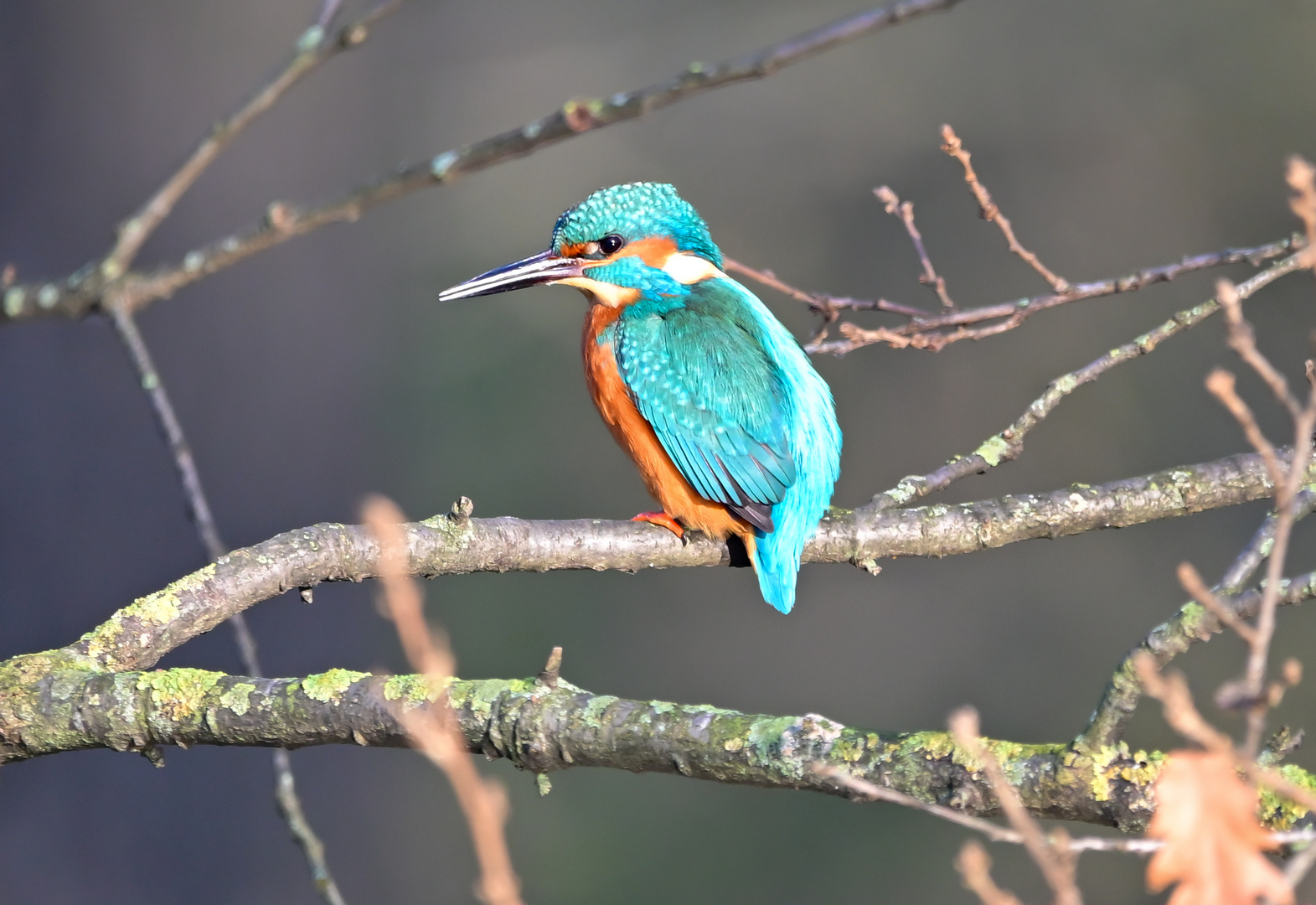 Eisvogel | Kingfisher |