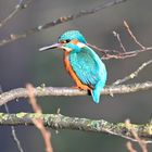 Eisvogel | Kingfisher |