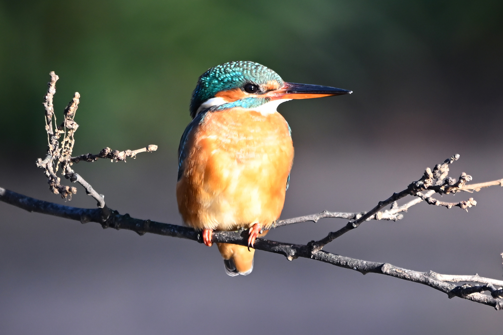 Eisvogel | Kingfisher 