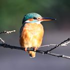 Eisvogel | Kingfisher 