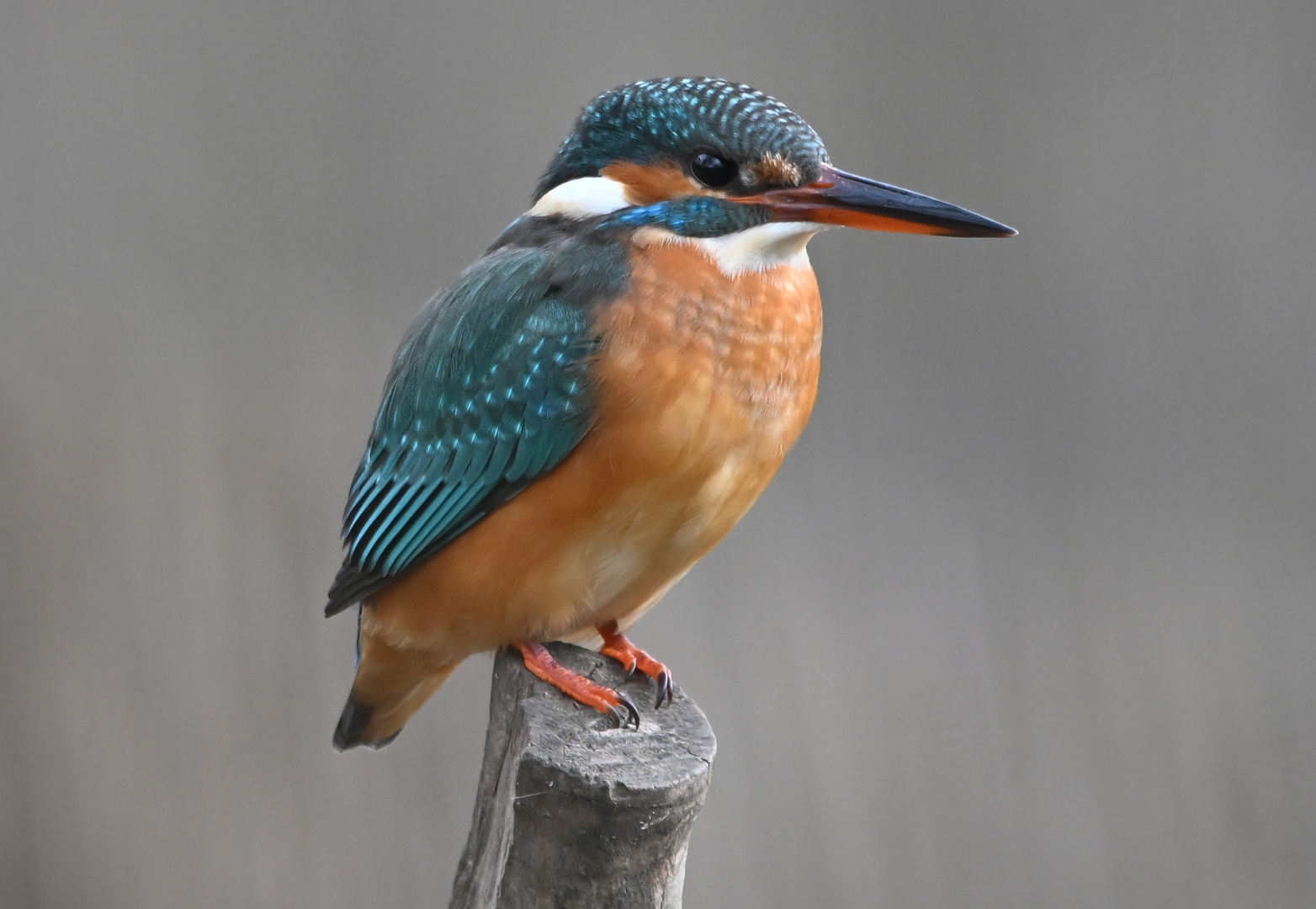 Eisvogel | Kingfisher |