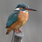 Eisvogel | Kingfisher |