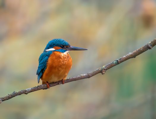 Eisvogel - Kingfisher