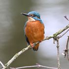 Eisvogel | Kingfisher |