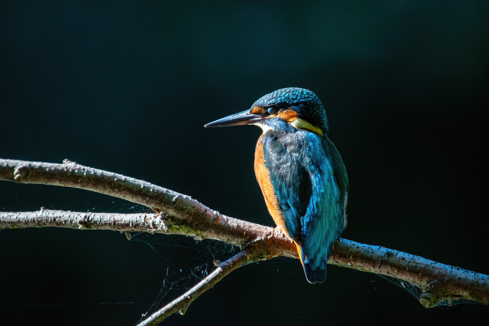 Eisvogel - kingfisher