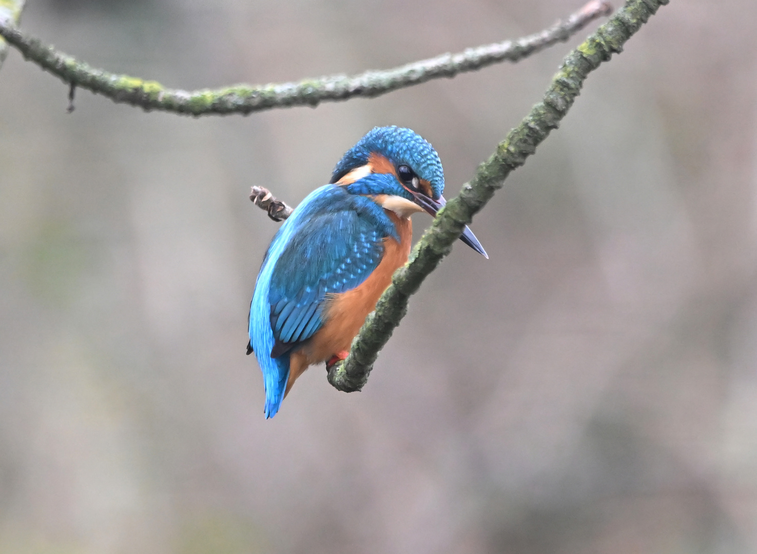 Eisvogel | Kingfisher |