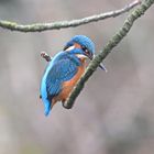 Eisvogel | Kingfisher |