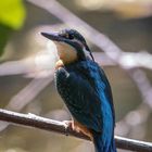 Eisvogel - kingfisher