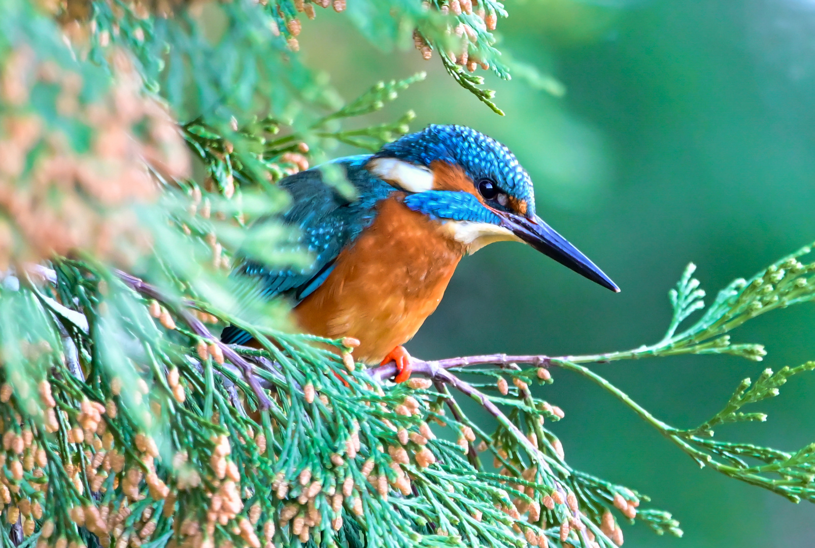 Eisvogel | Kingfisher |