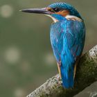 Eisvogel / Kingfisher