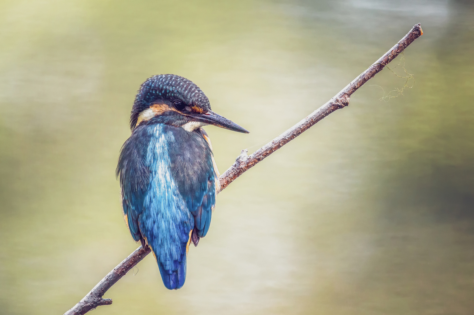 Eisvogel -  Kingfisher