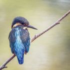 Eisvogel -  Kingfisher