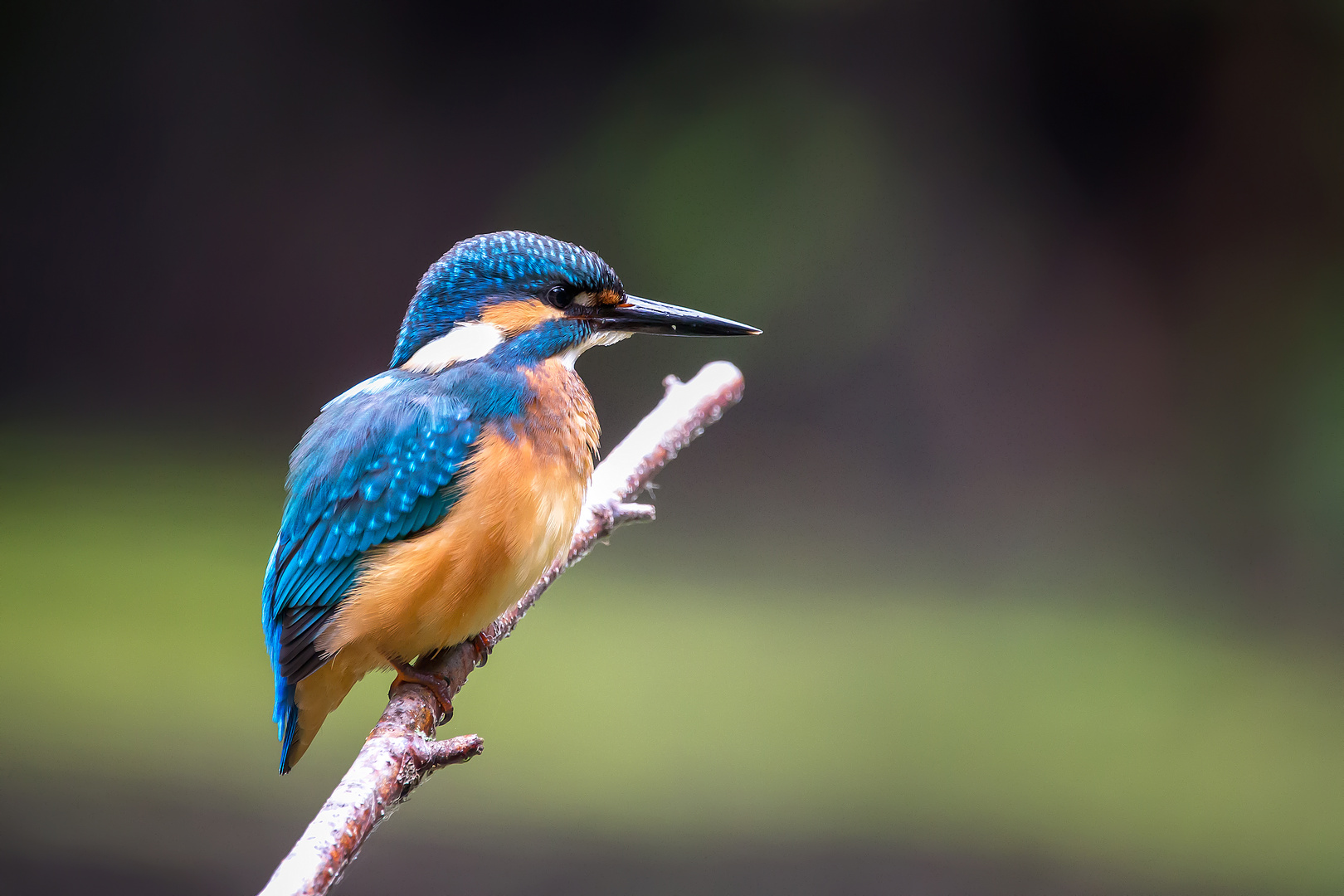 Eisvogel - kingfisher