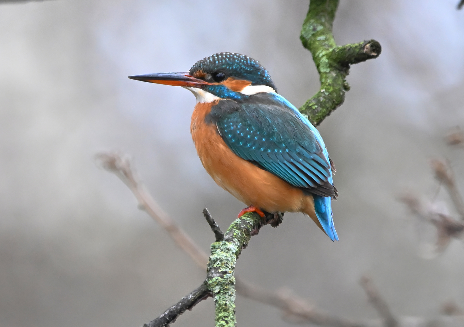 Eisvogel | Kingfisher |