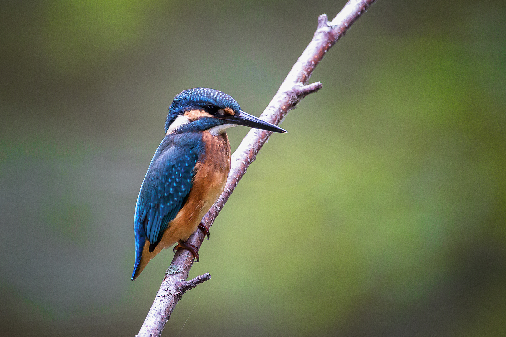 Eisvogel - kingfisher