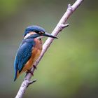 Eisvogel - kingfisher